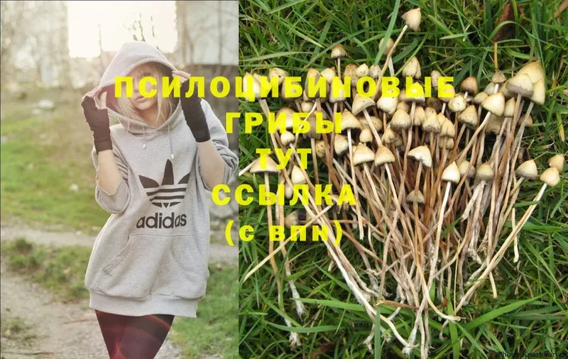 купить   Краснотурьинск  Галлюциногенные грибы MAGIC MUSHROOMS 